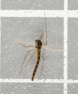  ( - NHMO-DAR-8017)  @12 [ ] CreativeCommons - Attribution Non-Commercial Share-Alike (2016) Unspecified University of Oslo, Natural History Museum