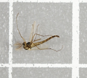  ( - NHMO-DAR-8018)  @12 [ ] CreativeCommons - Attribution Non-Commercial Share-Alike (2016) Unspecified University of Oslo, Natural History Museum