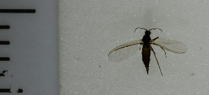  ( - SV1060)  @12 [ ] No Rights Reserved (2013) Unspecified University of Oslo, Natural History Museum