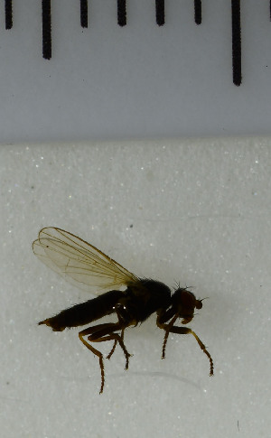  ( - SV1081)  @12 [ ] No Rights Reserved (2013) Unspecified University of Oslo, Natural History Museum