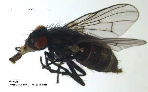  ( - SV596)  @13 [ ] CreativeCommons - Attribution Non-Commercial Share-Alike (2012) NTNU Museum of Natural History and Archaeology NTNU Museum of Natural History and Archaeology