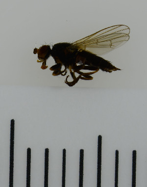  ( - SV863)  @12 [ ] No Rights Reserved (2013) Unspecified University of Oslo, Natural History Museum