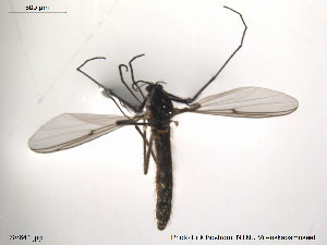  ( - SV641)  @12 [ ] CreativeCommons - Attribution Non-Commercial Share-Alike (2012) NTNU Museum of Natural History and Archaeology NTNU Museum of Natural History and Archaeology