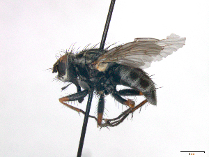  (Reynoldsia rufoapicata - MACN-EN-DIP-00DD2)  @11 [ ] Copyright (2016) MACN Museo Argentino de Ciencias Naturales Bernardino Rivadavia