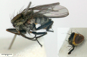  (Neodexiopsis deltalar - MACN-EN-DIP-00F9)  @11 [ ] Copyright (2016) MACN Museo Argentino de Ciencias Naturales Bernardino Rivadavia