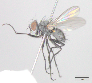  ( - MACN-EN-DIP-00G11)  @11 [ ] Copyright (2016) MACN Museo Argentino de Ciencias Naturales Bernardino Rivadavia