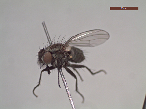  ( - MACN-EN-DIP120)  @11 [ ] Copyright (2019) MACN Museo Argentino de Ciencias Naturales, Bernardino Rivadavia