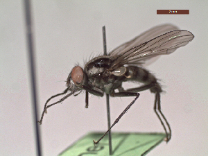  ( - MACN-EN-DIP19)  @11 [ ] Copyright (2019) MACN Museo Argentino de Ciencias Naturales, Bernardino Rivadavia