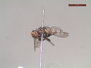  (Spathipheromyia guttipennis - MACN-EN-DIP211)  @11 [ ] Copyright (2019) MACN Museo Argentino de Ciencias Naturales, Bernardino Rivadavia