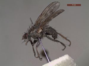  (Spathipheromyia sp. 1 LP - MACN-EN-DIP212)  @11 [ ] Copyright (2019) MACN Museo Argentino de Ciencias Naturales, Bernardino Rivadavia