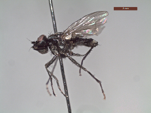  ( - MACN-EN-DIP213)  @11 [ ] Copyright (2019) MACN Museo Argentino de Ciencias Naturales, Bernardino Rivadavia