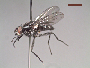  (Syllimnophora sp - MACN-EN-DIP214)  @11 [ ] Copyright (2019) MACN Museo Argentino de Ciencias Naturales, Bernardino Rivadavia