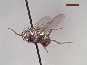  ( - MACN-EN-DIP218)  @11 [ ] Copyright (2019) MACN Museo Argentino de Ciencias Naturales, Bernardino Rivadavia