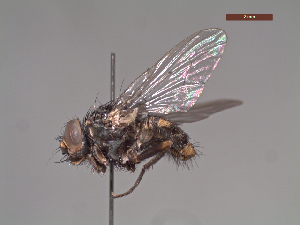 ( - MACN-EN-DIP220)  @11 [ ] Copyright (2019) MACN Museo Argentino de Ciencias Naturales, Bernardino Rivadavia