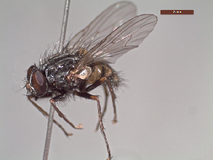  ( - MACN-EN-DIP221)  @11 [ ] Copyright (2019) MACN Museo Argentino de Ciencias Naturales, Bernardino Rivadavia