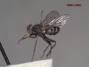  ( - MACN-EN-DIP226)  @11 [ ] Copyright (2019) MACN Museo Argentino de Ciencias Naturales, Bernardino Rivadavia