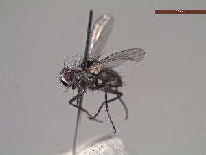  ( - MACN-EN-DIP234)  @11 [ ] Copyright (2019) MACN Museo Argentino de Ciencias Naturales, Bernardino Rivadavia
