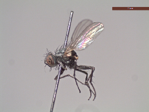  ( - MACN-EN-DIP235)  @11 [ ] Copyright (2019) MACN Museo Argentino de Ciencias Naturales, Bernardino Rivadavia