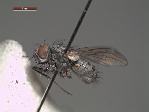  ( - MACN-EN-DIP236)  @11 [ ] Copyright (2019) MACN Museo Argentino de Ciencias Naturales, Bernardino Rivadavia