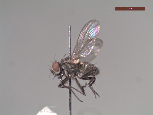  ( - MACN-EN-DIP238)  @11 [ ] Copyright (2019) MACN Museo Argentino de Ciencias Naturales, Bernardino Rivadavia