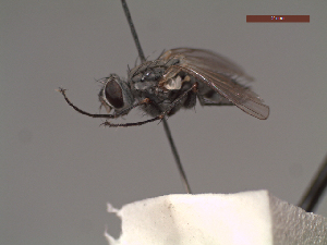  ( - MACN-EN-DIP240)  @11 [ ] Copyright (2019) MACN Museo Argentino de Ciencias Naturales, Bernardino Rivadavia