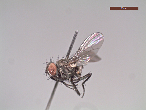  ( - MACN-EN-DIP241)  @11 [ ] Copyright (2019) MACN Museo Argentino de Ciencias Naturales, Bernardino Rivadavia