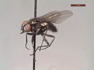  (Limnophora sp - MACN-EN-DIP30)  @11 [ ] Copyright (2019) MACN Museo Argentino de Ciencias Naturales, Bernardino Rivadavia