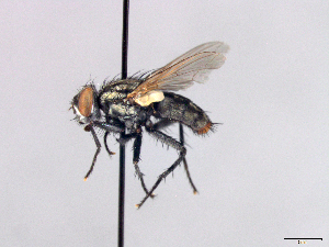  ( - MACN-EN_DIP-183)  @11 [ ] Copyright (2019) MACN Museo Argentino de Ciencias Naturales, Bernardino Rivadavia