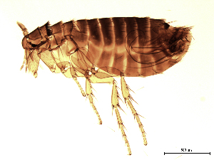  (Megabothris - 07PROBE-06309)  @15 [ ] CC-0 (2007) Crystal Sobel & Maria Arroyo, Biodiversity Institute of Ontario Unspecified