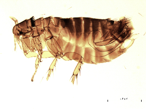  (Megabothris - 07PROBE-06313)  @15 [ ] CC-0 (2007) Crystal Sobel & Maria Arroyo, Biodiversity Institute of Ontario Unspecified