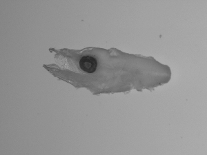  ( - SWACR-150)  @12 [ ] CreativeCommons - Attribution Non-Commercial Share-Alike (2011) Akihiro Shiroza NOAA, SEFSC Early Life History Dynamics Team