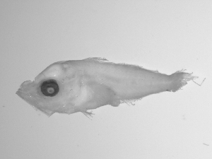 ( - SWACR-153)  @12 [ ] CreativeCommons - Attribution Non-Commercial Share-Alike (2011) Akihiro Shiroza NOAA, SEFSC Early Life History Dynamics Team