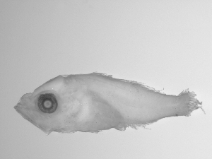  ( - SWACR-154)  @12 [ ] CreativeCommons - Attribution Non-Commercial Share-Alike (2011) Akihiro Shiroza NOAA, SEFSC Early Life History Dynamics Team
