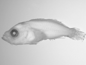  ( - SWACR-155)  @12 [ ] CreativeCommons - Attribution Non-Commercial Share-Alike (2011) Akihiro Shiroza NOAA, SEFSC Early Life History Dynamics Team