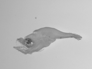  ( - SWACR-156)  @12 [ ] CreativeCommons - Attribution Non-Commercial Share-Alike (2011) Akihiro Shiroza NOAA, SEFSC Early Life History Dynamics Team