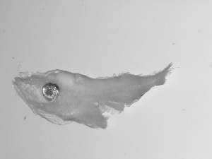  ( - SWACR-161)  @12 [ ] CreativeCommons - Attribution Non-Commercial Share-Alike (2011) Akihiro Shiroza NOAA, SEFSC Early Life History Dynamics Team