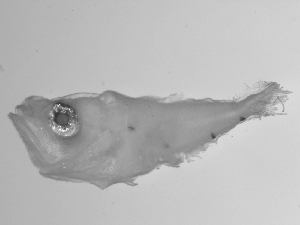  ( - SWACR-165)  @12 [ ] CreativeCommons - Attribution Non-Commercial Share-Alike (2011) Akihiro Shiroza NOAA, SEFSC Early Life History Dynamics Team