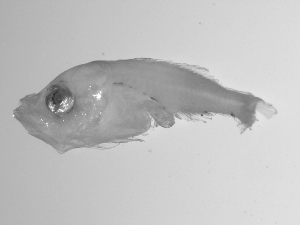  ( - SWACR-166)  @12 [ ] CreativeCommons - Attribution Non-Commercial Share-Alike (2011) Akihiro Shiroza NOAA, SEFSC Early Life History Dynamics Team