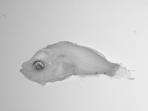  ( - SWACR-167)  @12 [ ] CreativeCommons - Attribution Non-Commercial Share-Alike (2011) Akihiro Shiroza NOAA, SEFSC Early Life History Dynamics Team