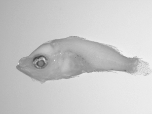  ( - SWACR-168)  @12 [ ] CreativeCommons - Attribution Non-Commercial Share-Alike (2011) Akihiro Shiroza NOAA, SEFSC Early Life History Dynamics Team