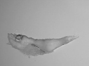  ( - SWACR-169)  @12 [ ] CreativeCommons - Attribution Non-Commercial Share-Alike (2011) Akihiro Shiroza NOAA, SEFSC Early Life History Dynamics Team