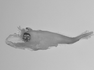  ( - SWACR-170)  @12 [ ] CreativeCommons - Attribution Non-Commercial Share-Alike (2011) Akihiro Shiroza NOAA, SEFSC Early Life History Dynamics Team