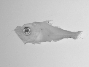 ( - SWACR-177)  @12 [ ] CreativeCommons - Attribution Non-Commercial Share-Alike (2011) Akihiro Shiroza NOAA, SEFSC Early Life History Dynamics Team