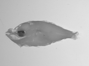  ( - SWACR-309)  @12 [ ] CreativeCommons - Attribution Non-Commercial Share-Alike (2011) Akihiro Shiroza NOAA, SEFSC Early Life History Dynamics Team
