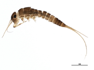  (Baetis tricaudatus - SWA_iBOL_UofS_35)  @14 [ ] CreativeCommons - Attribution (2011) CBG Photography Group Centre for Biodiversity Genomics