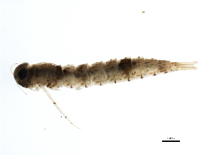  ( - SWA_iBOL_UofS_53)  @13 [ ] CreativeCommons - Attribution (2011) CBG Photography Group Centre for Biodiversity Genomics