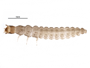  (Atalantycha dentigera - BIOUG24563-C04)  @12 [ ] CreativeCommons - Attribution (2016) CBG Photography Group Centre for Biodiversity Genomics