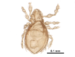  (Eremellidae - BIOUG27283-E09)  @14 [ ] CreativeCommons - Attribution (2016) CBG Photography Group Centre for Biodiversity Genomics