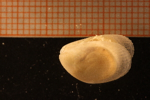  (Limaria loscombi - MollOvr 7933V)  @11 [ ] CreativeCommons - Attribution Non-Commercial Share-Alike (2014) Göteborg Natural History Museum Göteborg Natural History Museum