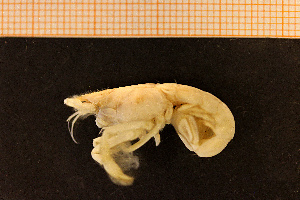  (Upogebia stellata - Crust 18921V)  @12 [ ] CreativeCommons - Attribution Non-Commercial Share-Alike (2015) Göteborg Natural History Museum Göteborg Natural History Museum